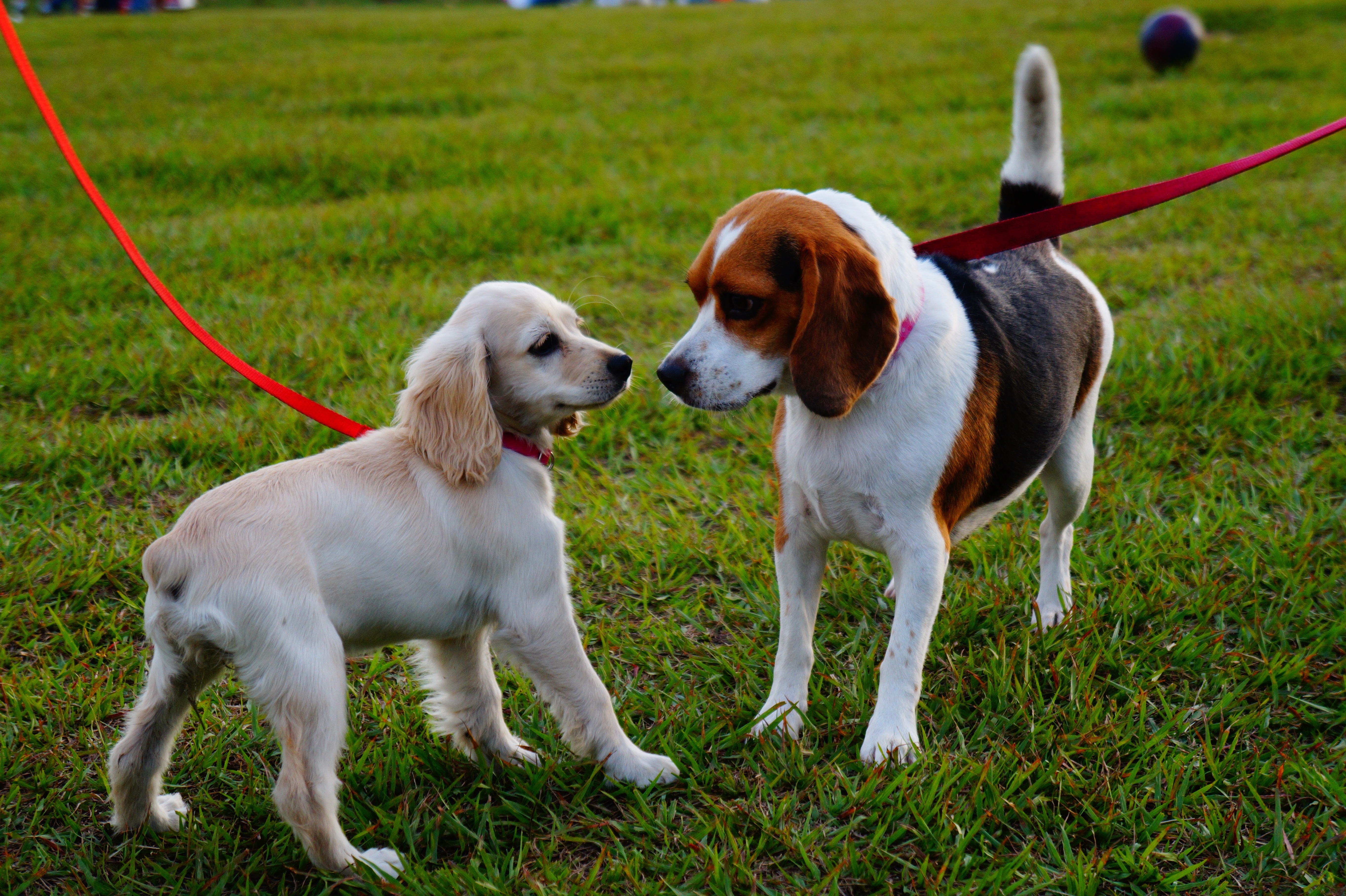 laguna niguel dog walker