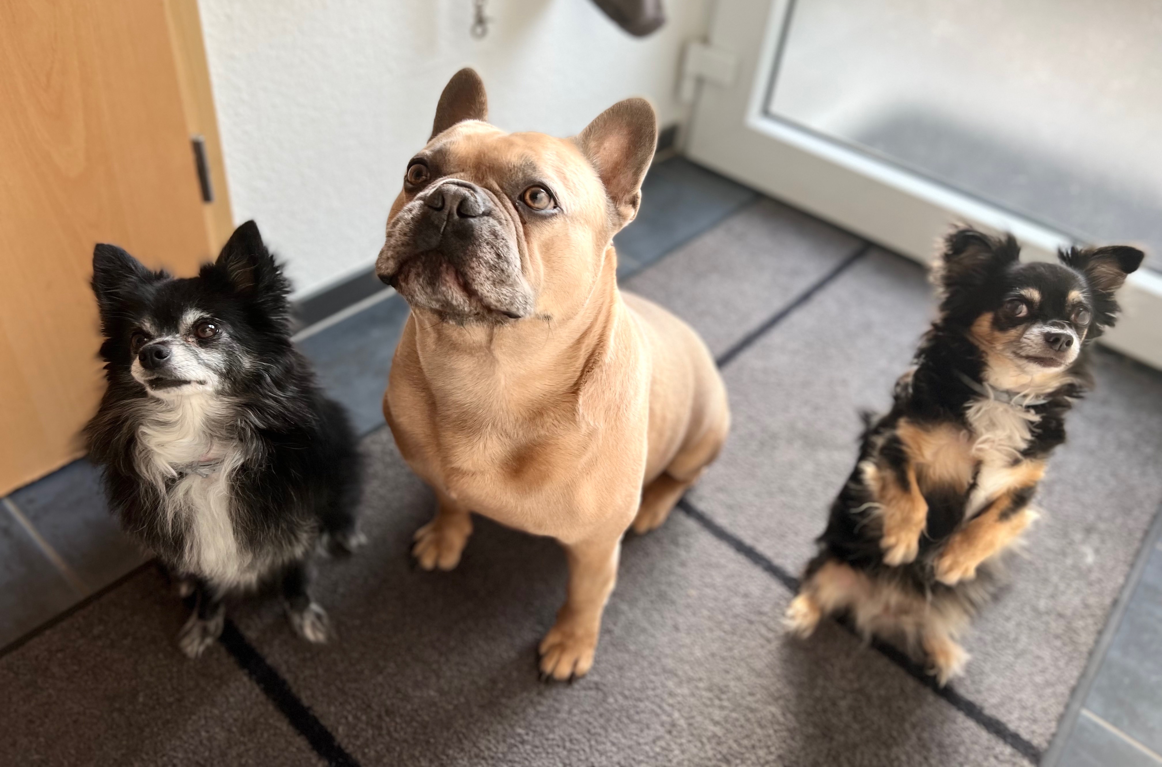 san juan Capistrano dog walker